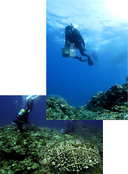サンゴ移植放流現場写真